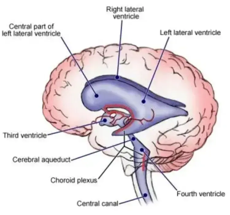 /thumb/brain-ventricles.webp