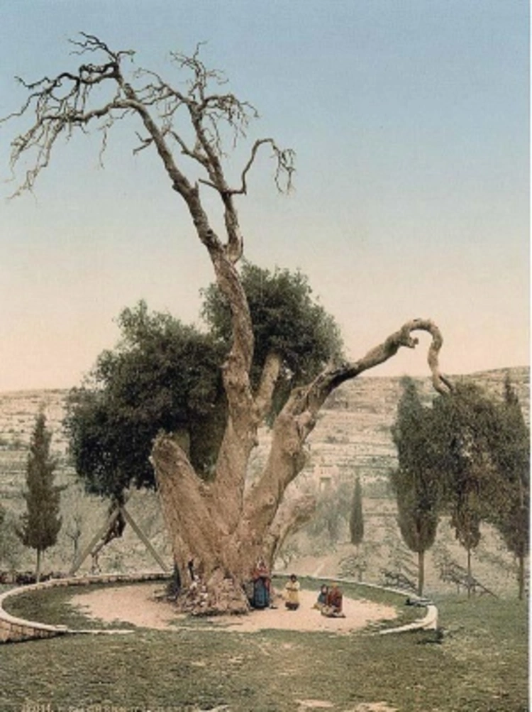 /thumb/palaestina-quercus-mambre.webp